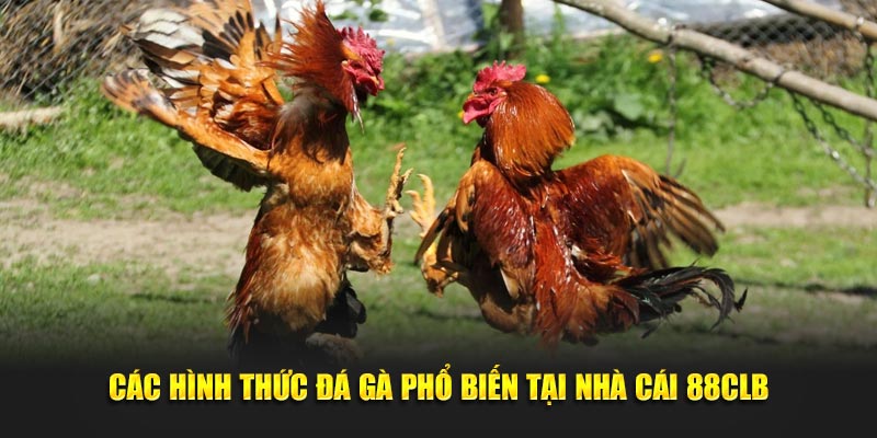  Các loại hình đá gà thông dụng tại nhà cái 88CLB