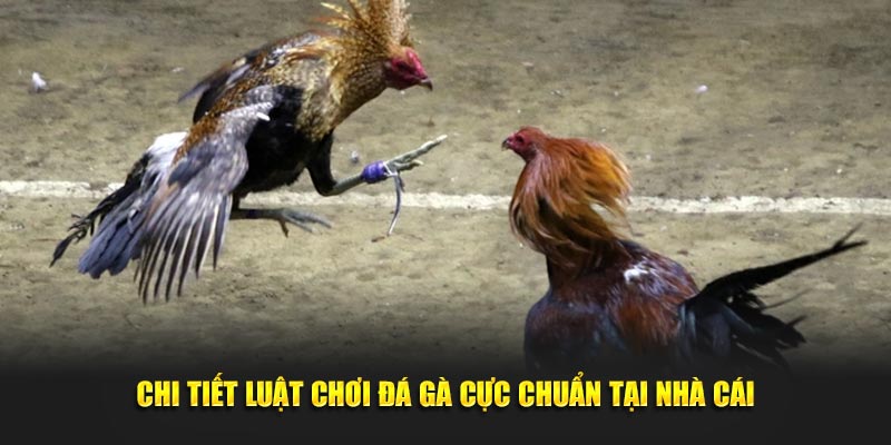 Chi tiết luật chơi đá gà đòn cực chuẩn tại nhà cái 88CLB