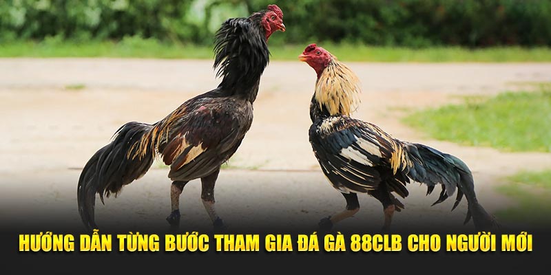 Hướng dẫn các bước tham gia đá gà 88CLB cho người mới