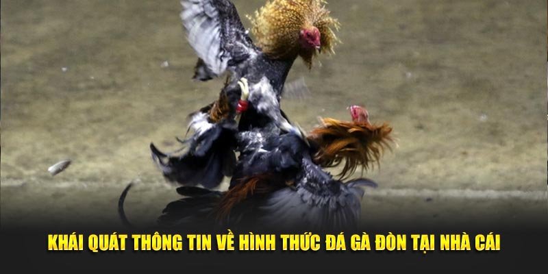 Khái quát thông tin về hình thức đá gà đòn tại nhà cái