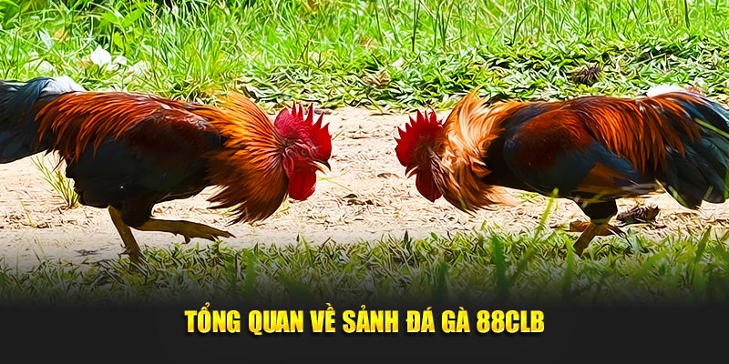 Tổng quan về sảnh đá gà 88CLB