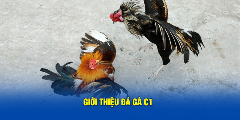 Giới thiệu đá gà C1