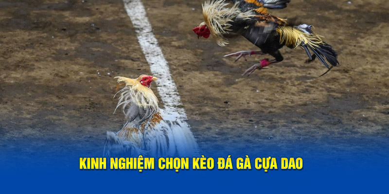 Chia sẻ bí quyết chọn kèo đá gà cựa dao 