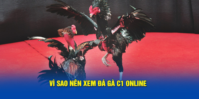 Vì sao nên xem đá gà C1 online 